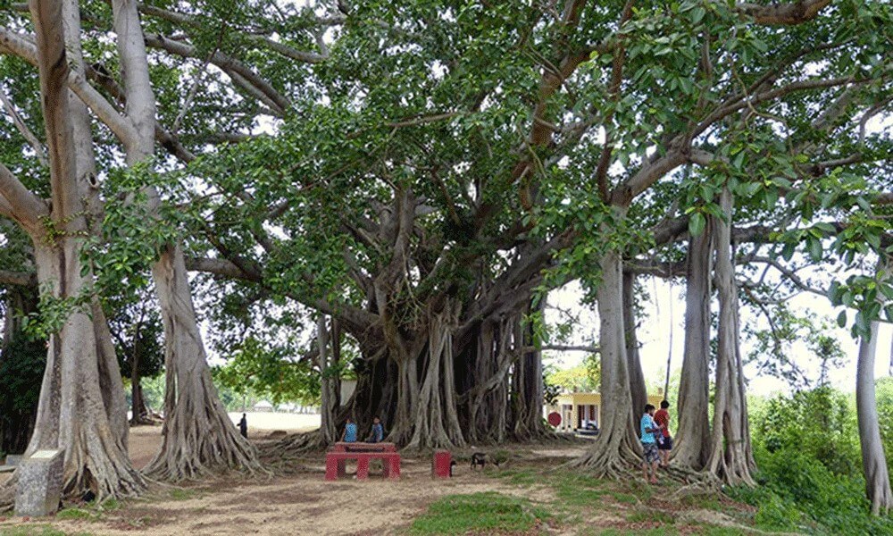 Centennial Banyan Tree | Khagrachari